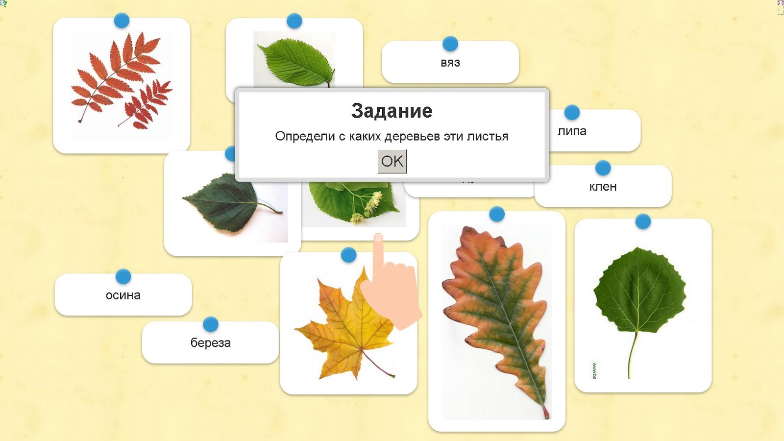 Задания узнай дерево по листу